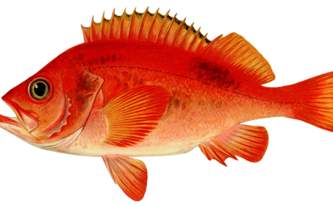 مادة في جسم سمك الفرخ البحري تساعد على مكافحة البكتيريا المقاومة