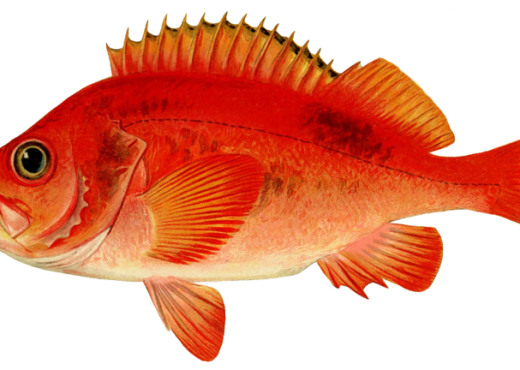 مادة في جسم سمك الفرخ البحري تساعد على مكافحة البكتيريا المقاومة